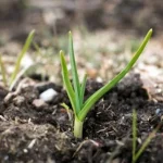 Česnek naklíčený na podzim: nepropadejte panice - správné kroky pomohou zachránit a zvýšit sklizeň cesnek-nakliceny-na-podzim-nepropadejte-panice-spravne-kroky-pomohou.webp.webp