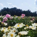 Jak pečovat o pivoňky na podzim: 4 úkoly, které je třeba udělat před zimou jak-pecovat-o-pivonky-na-podzim-4-ukoly-ktere-je.webp.webp