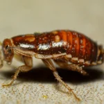 Švábi zmizí přes noc: stačí tři jednoduché ingredience v ubrousku a vaše kuchyně je čistá svabi-zmizi-pres-noc-staci-tri-jednoduche-ingredience-v-ubrousku.webp.webp